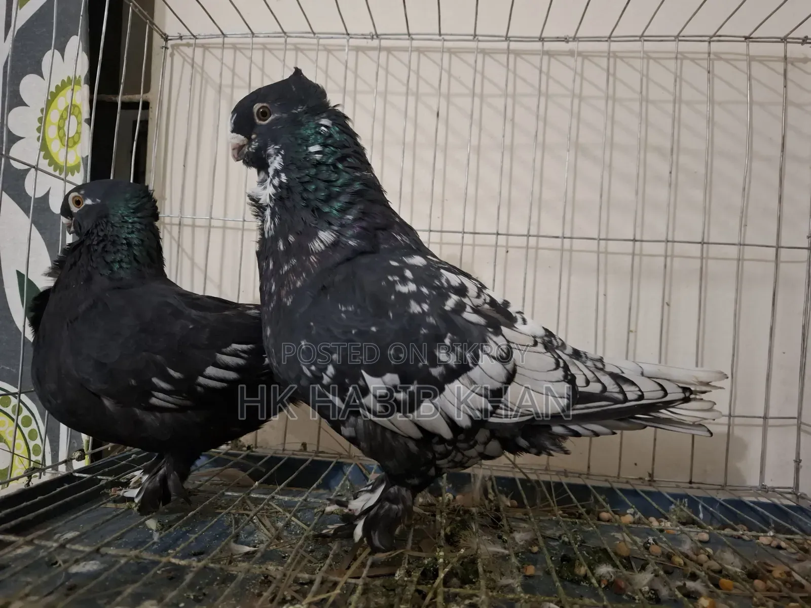 Pakistani Satin Pigeon