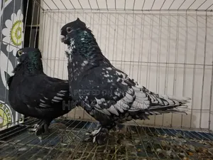 Pakistani Satin Pigeon