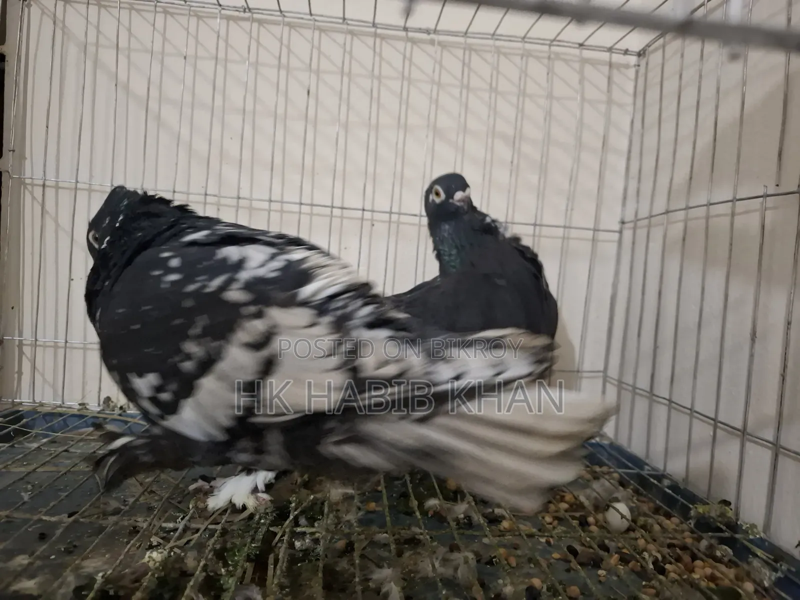 Pakistani Satin Pigeon