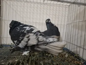 Pakistani Satin Pigeon