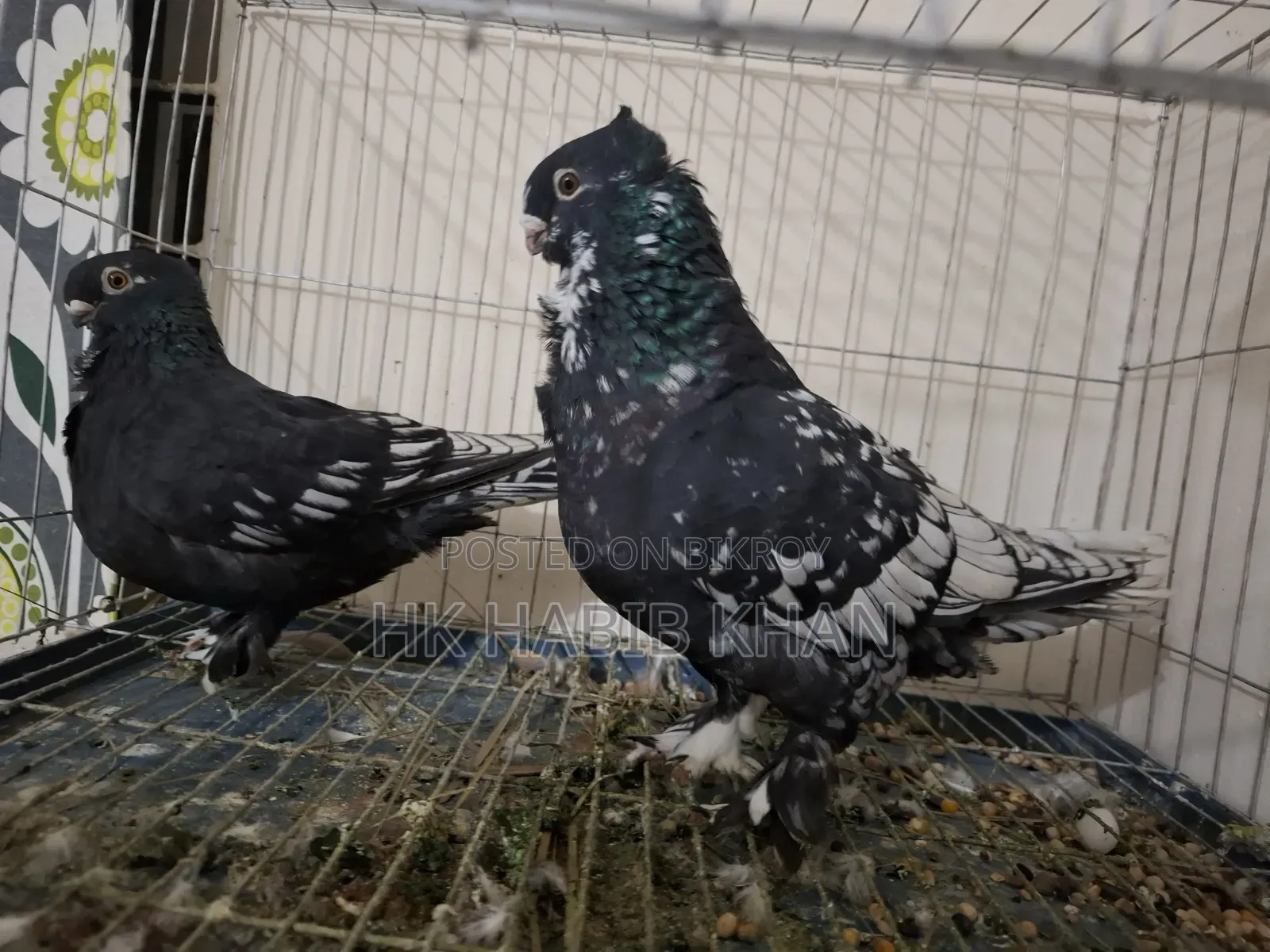 Pakistani Satin Pigeon