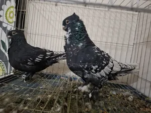 Pakistani Satin Pigeon