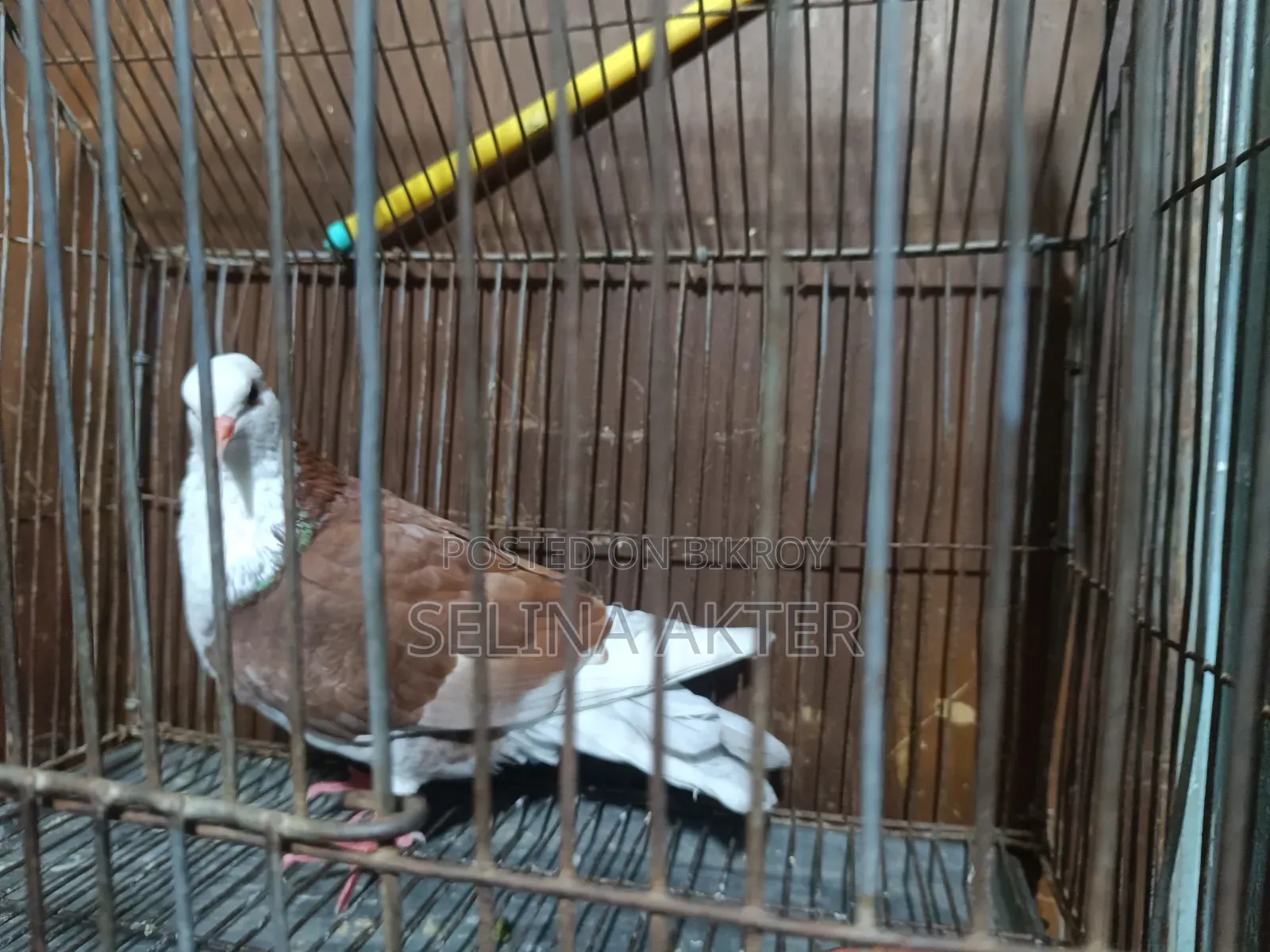 Raj Golla for Sale