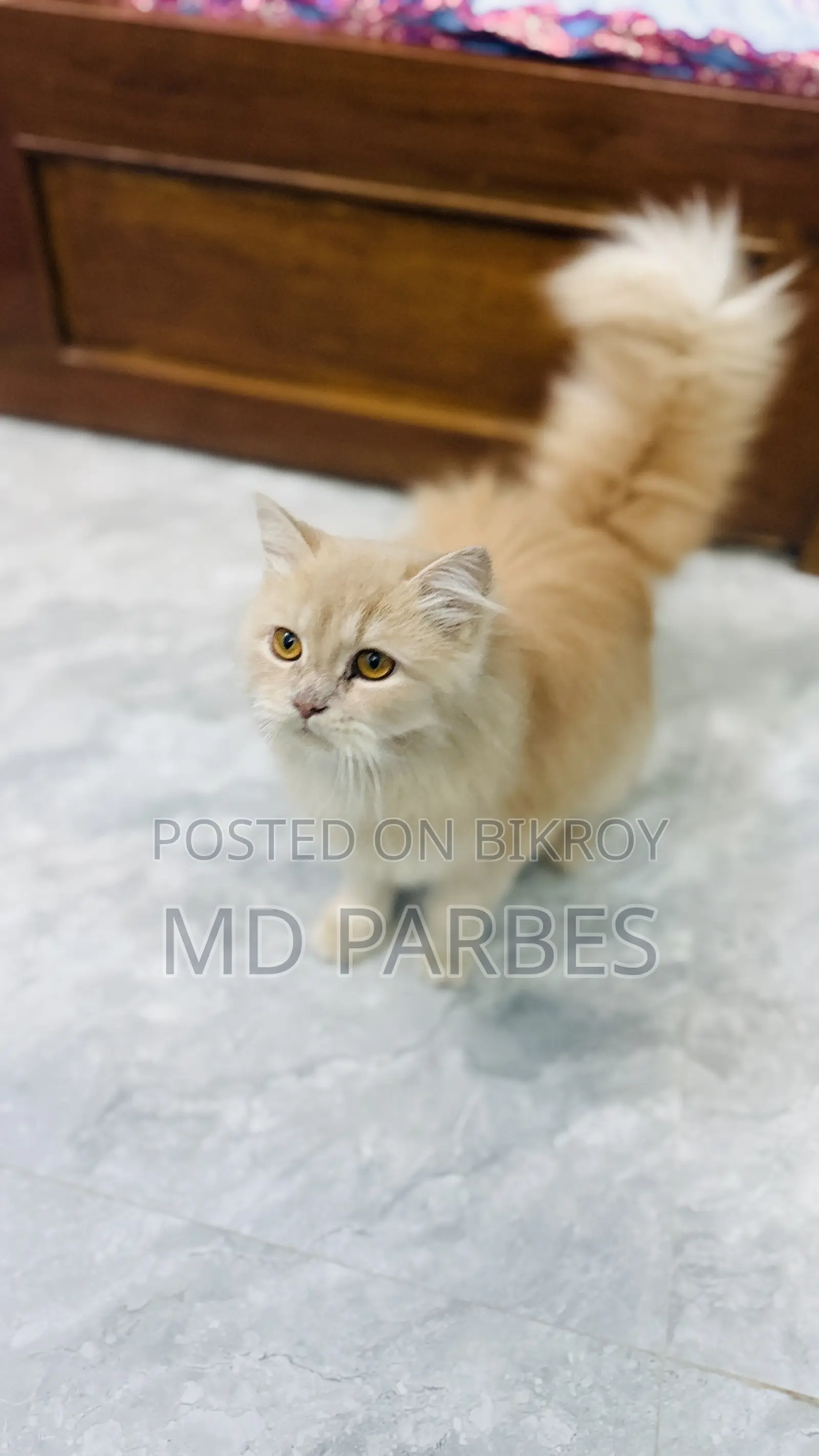 3-6 Months Female Purebred Persian