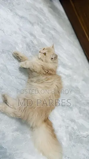 3-6 Months Female Purebred Persian