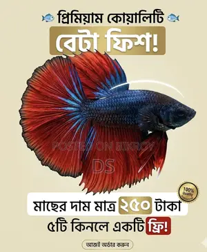 Exotic Colorful Betta (Fighter Fish) – Limited Stock, Collect Today!