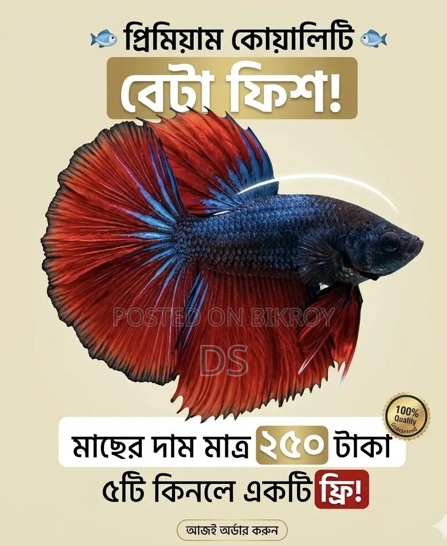 Exotic Colorful Betta (Fighter Fish) – Limited Stock, Collect Today!
