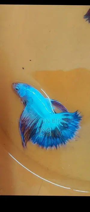 Exotic Colorful Betta (Fighter Fish) – Limited Stock, Collect Today!