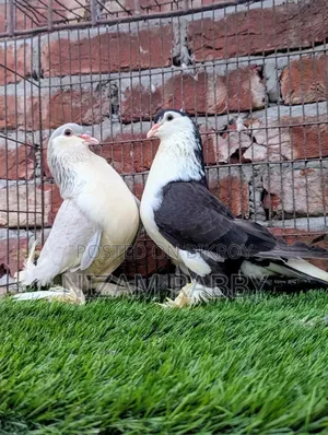 লাহোরি সিরাজী