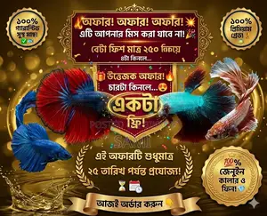 Dhaka Offer: 1000 Taka Betta Fish Package (Buy 4 Get 1 Free!)