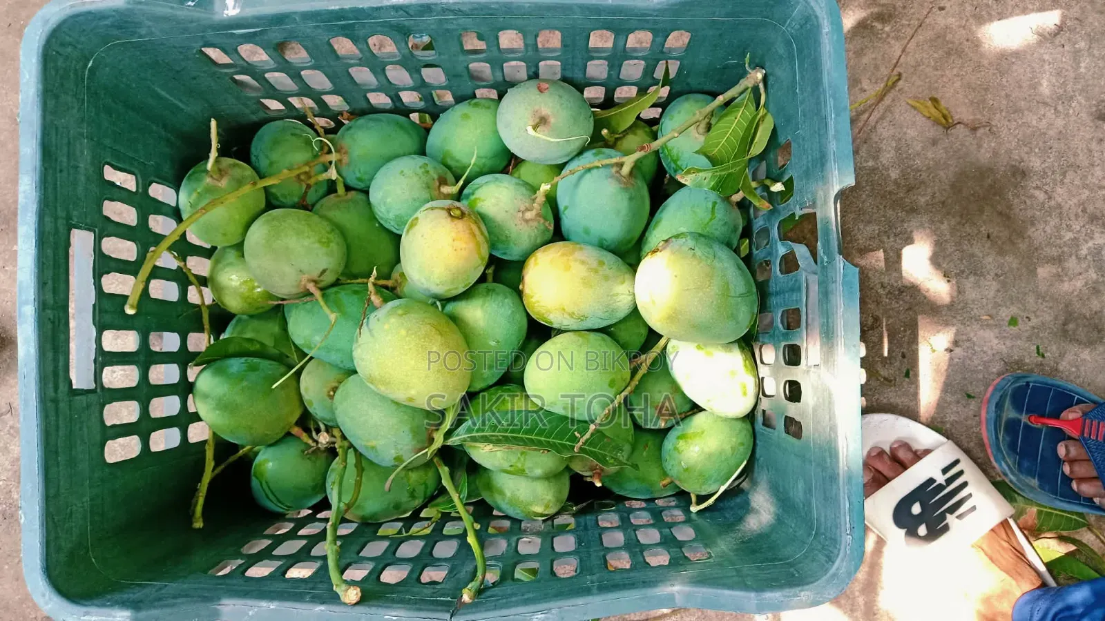 হিমসাগর আম