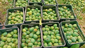 হিমসাগর আম