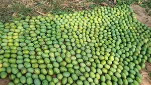 হিমসাগর আম