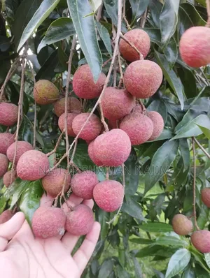লিচু (দিনাজপুরের বিখ্যাত বেদানা লিচু)