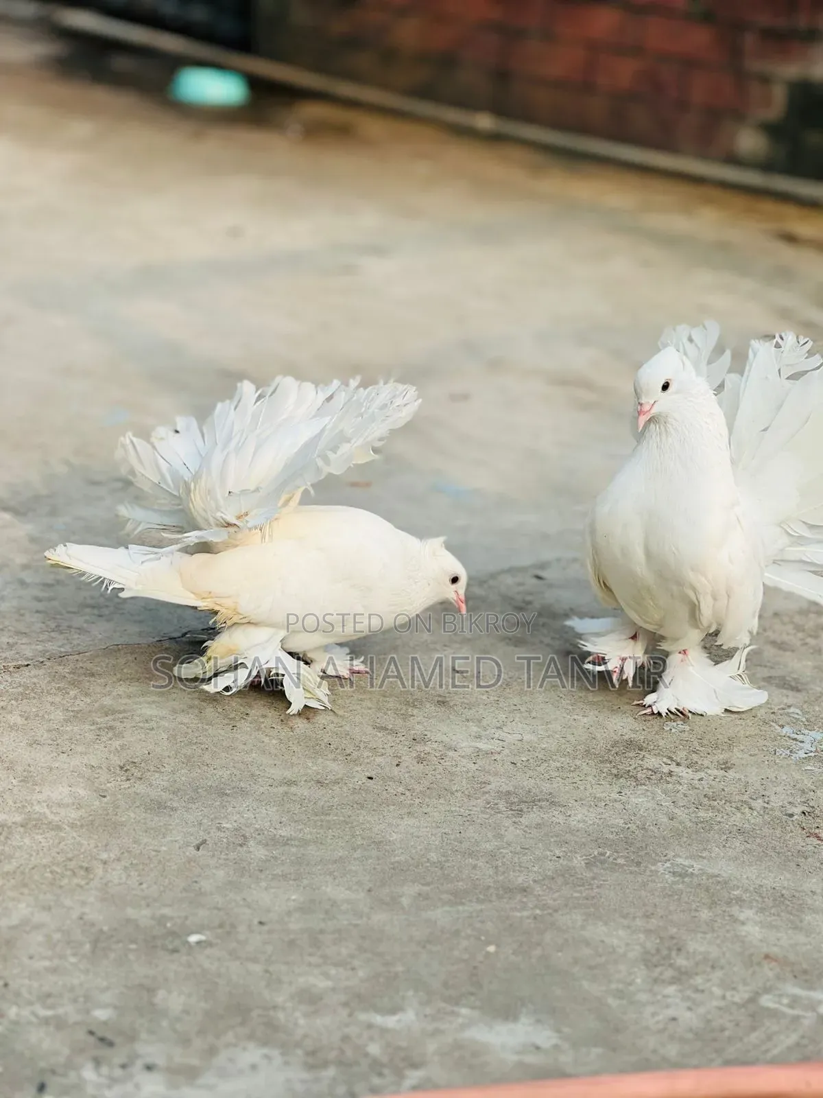 Lokkha Master Pair