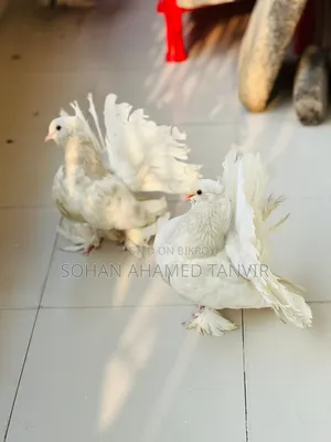 Lokkha Master Pair