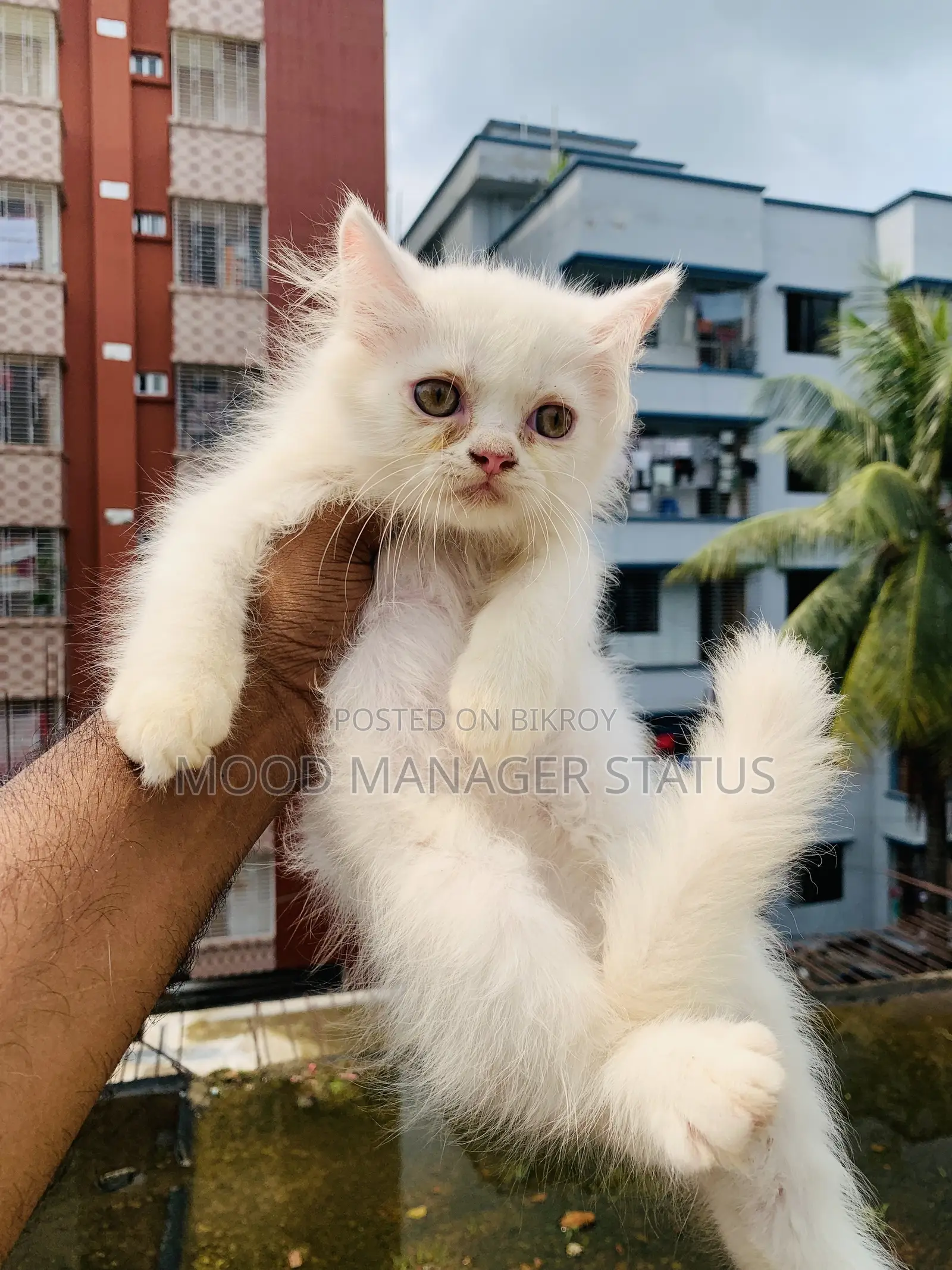 0-1 Month Male Purebred Persian