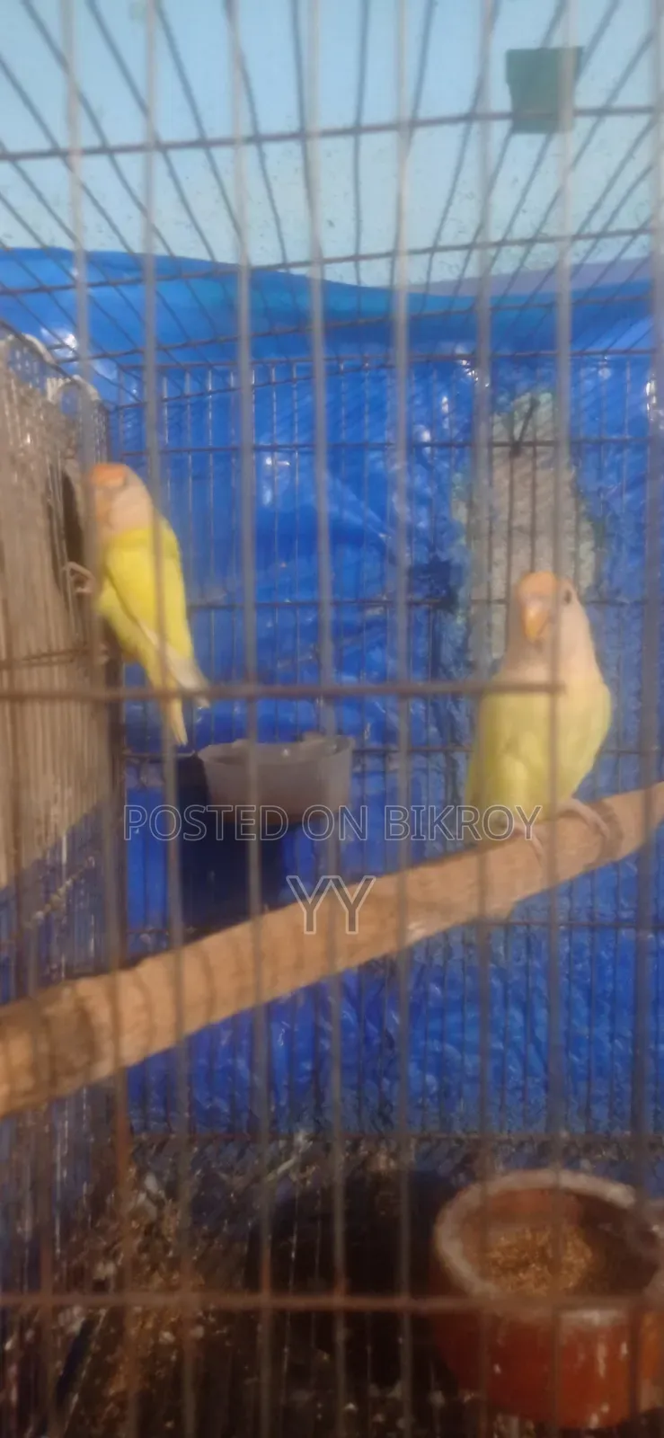 Running Love Bird