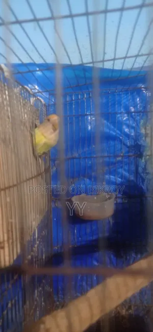 Running Love Bird