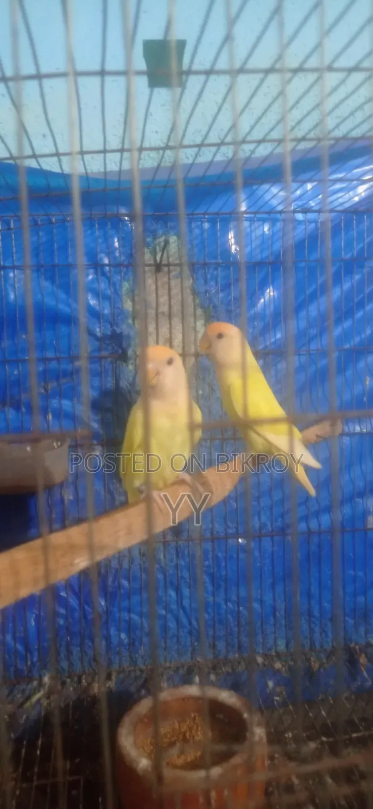 Running Love Bird