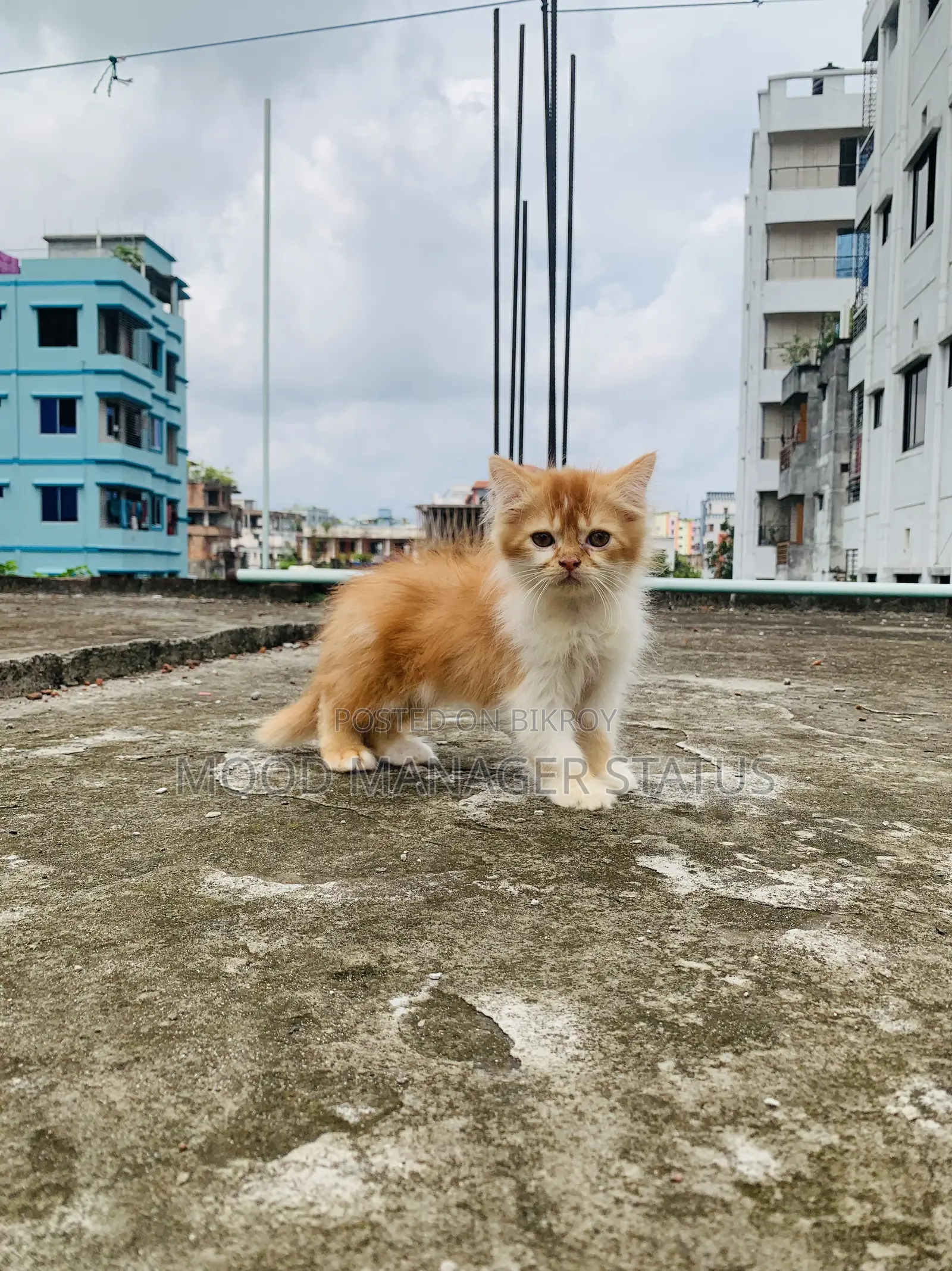 0-1 Month Male Purebred Persian