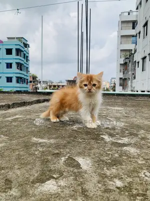 0-1 Month Male Purebred Persian