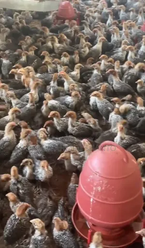 Contact us now to get 1-month-old Fayoumi chicks.