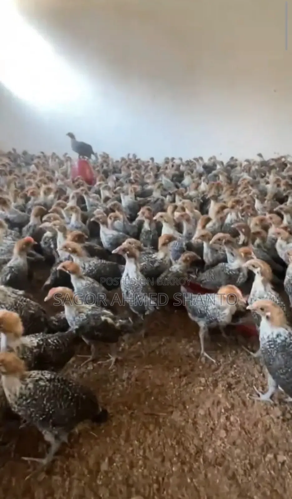 Contact us now to get 1-month-old Fayoumi chicks.