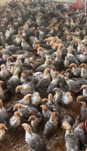 Contact us now to get 1-month-old Fayoumi chicks.