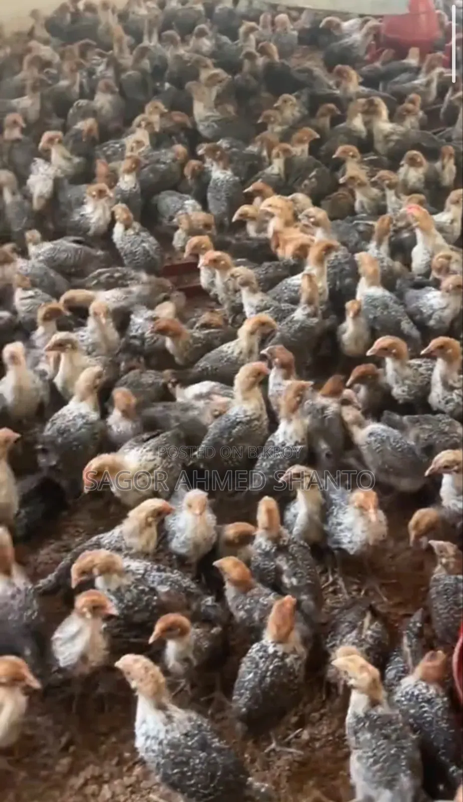 Contact us now to get 1-month-old Fayoumi chicks.