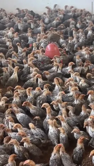 Contact us now to get 1-month-old Fayoumi chicks.
