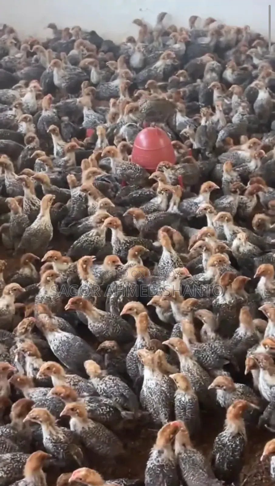 Contact us now to get 1-month-old Fayoumi chicks.