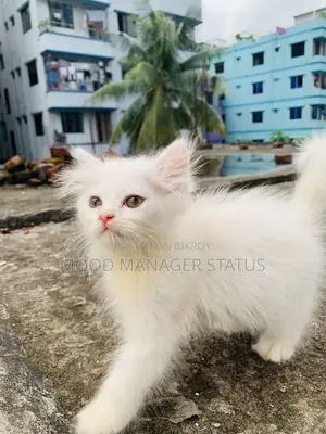 0-1 Month Male Purebred Persian