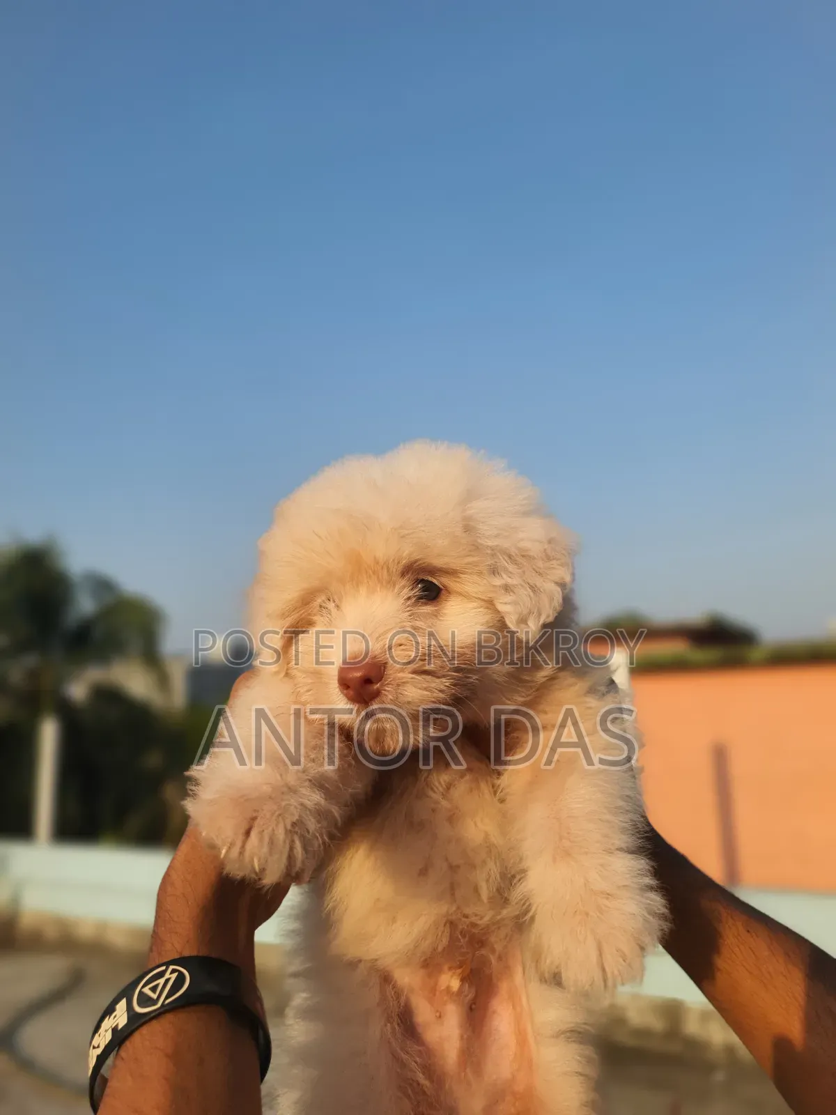 1-3 Months Male Purebred Maltipoo