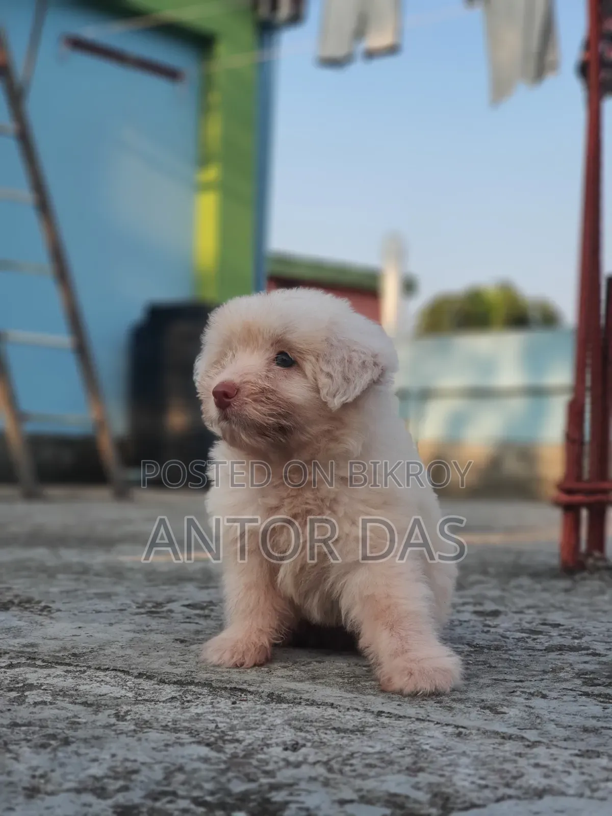 1-3 Months Male Purebred Maltipoo