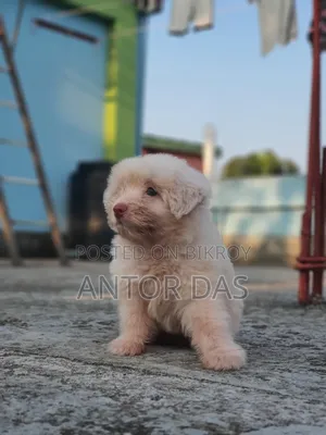 1-3 Months Male Purebred Maltipoo