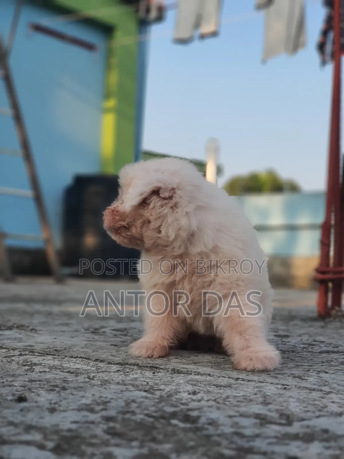 1-3 Months Male Purebred Maltipoo