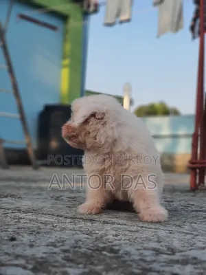 1-3 Months Male Purebred Maltipoo