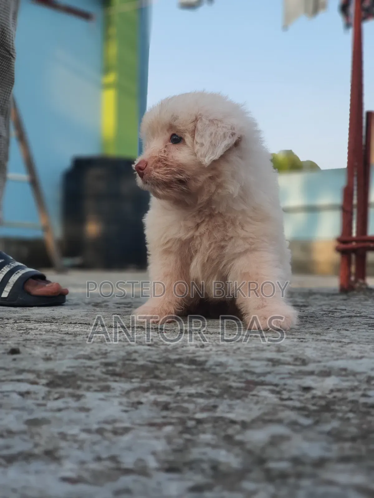 1-3 Months Male Purebred Maltipoo