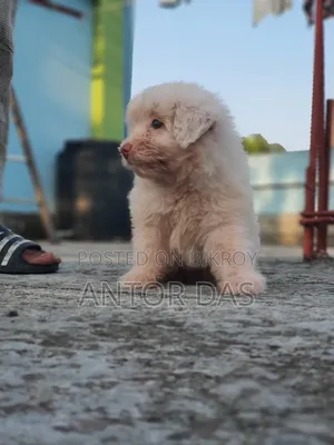 1-3 Months Male Purebred Maltipoo