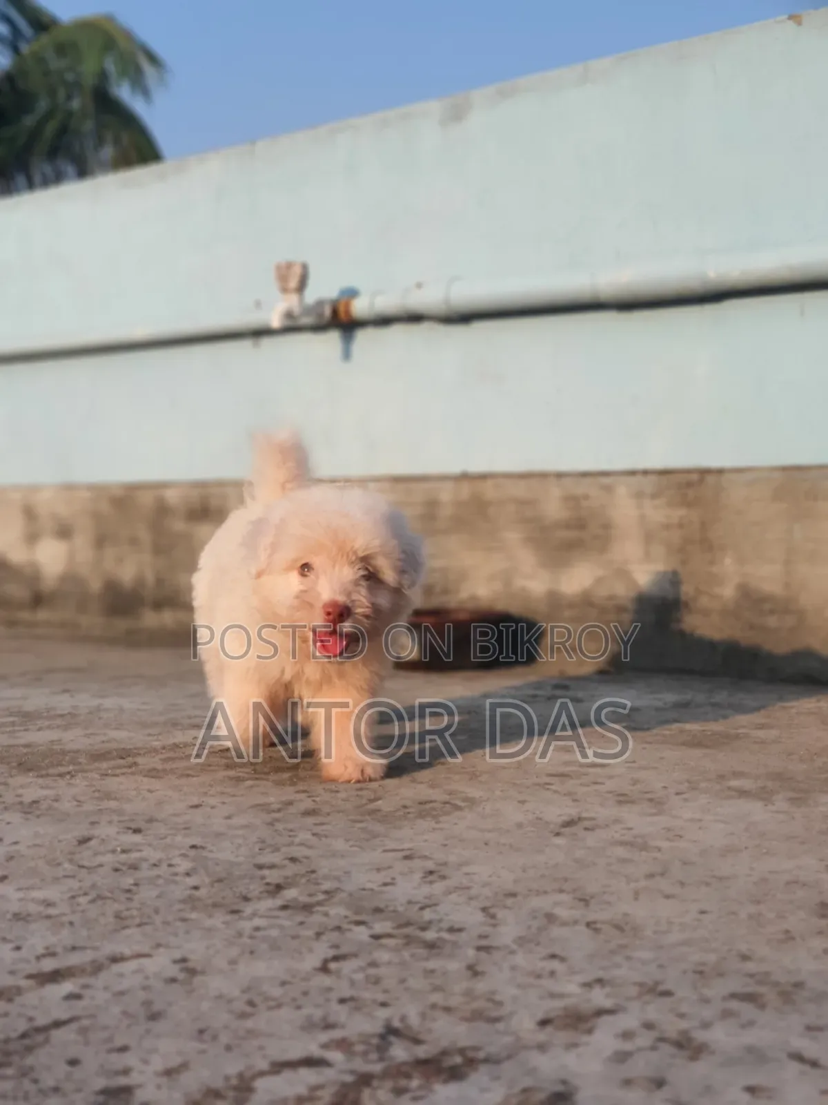 1-3 Months Male Purebred Maltipoo