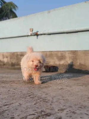 1-3 Months Male Purebred Maltipoo
