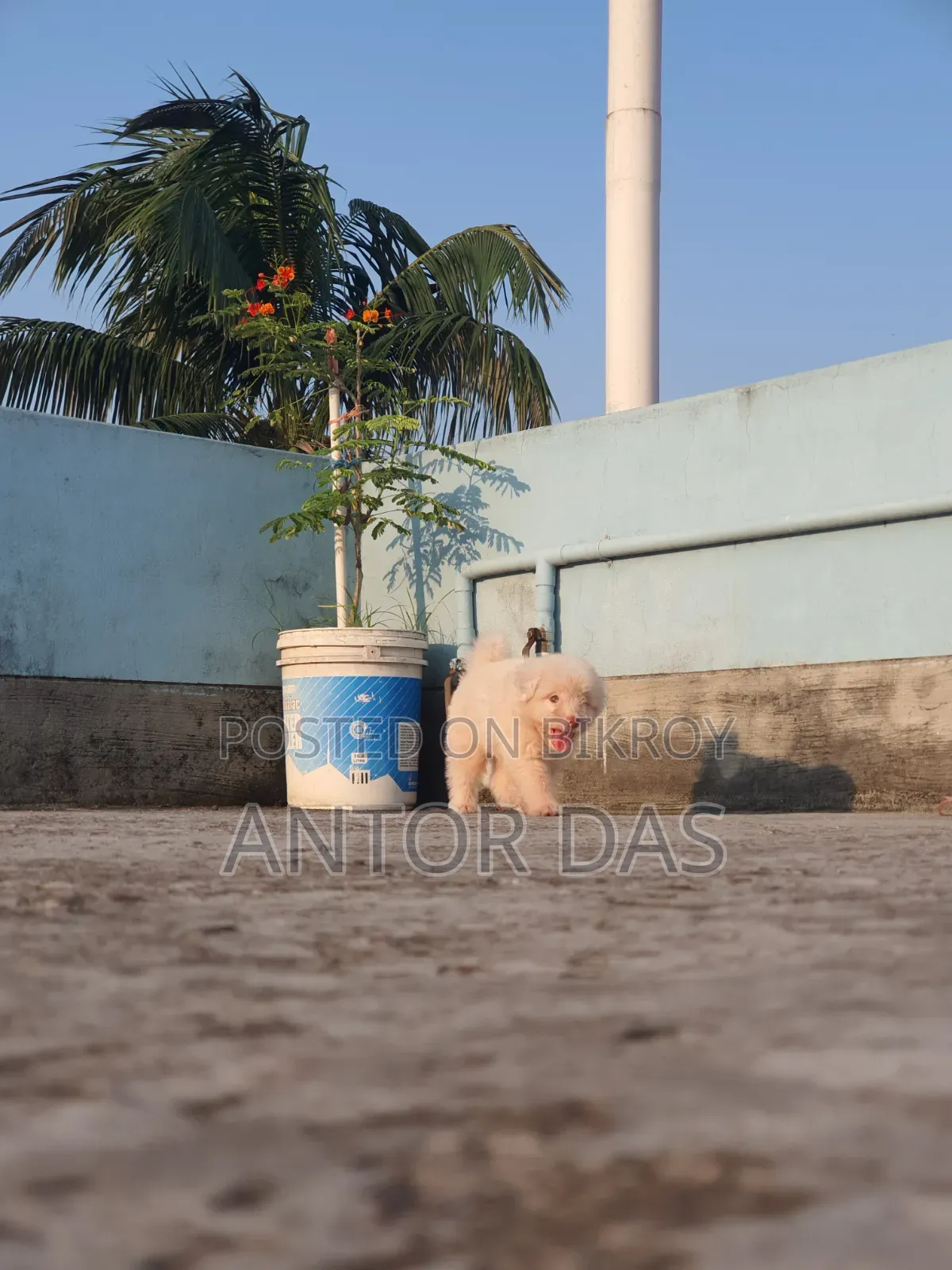 1-3 Months Male Purebred Maltipoo