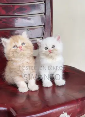 1-3 Months Female Purebred Persian