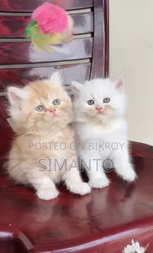 1-3 Months Female Purebred Persian
