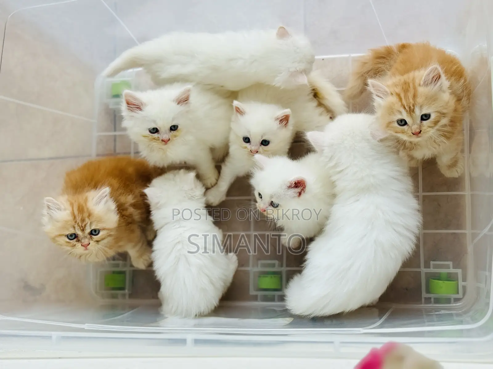 1-3 Months Female Purebred Persian