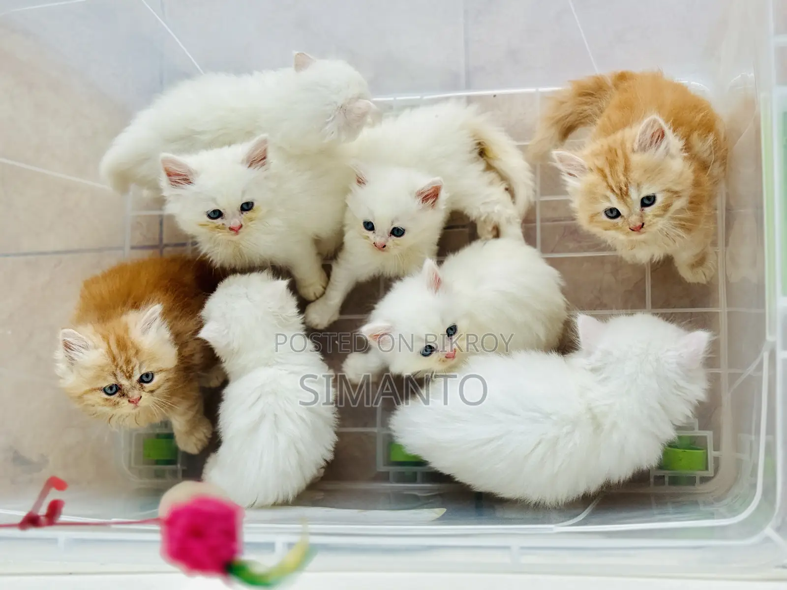 1-3 Months Female Purebred Persian