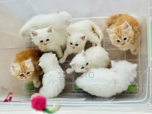 1-3 Months Female Purebred Persian