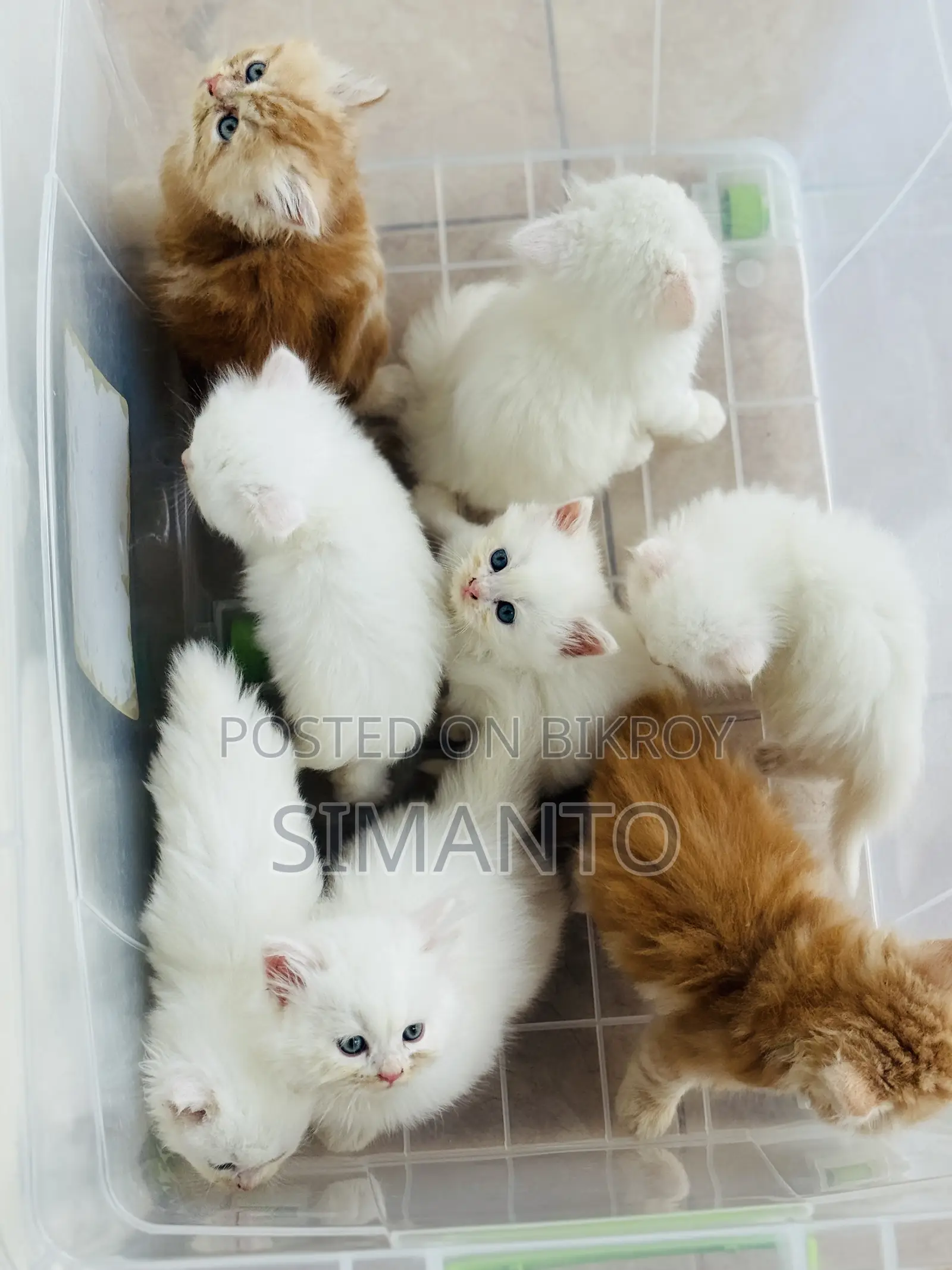 1-3 Months Female Purebred Persian