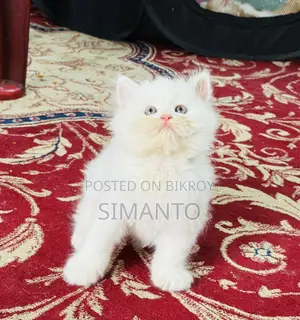 1-3 Months Female Purebred Persian